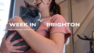 spending time with the cutest sphynx cat in Brighton