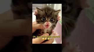 ❤️Funny Cats ❤️2022❤️Animals #shorts #cat #cats #kitten #kittens #kittensofinstagram #kittensmeowing