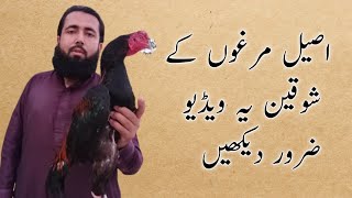 My Channel Introduction | Saeed Aseeel Birds