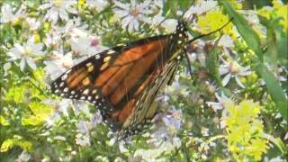 Monarch Butterfly Migration