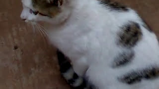 Cat video at home