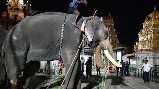 Namma Kalidasa | Anekal Dasara | Ane Ambari #anekal #anekaldasara #elephant #today #ambari