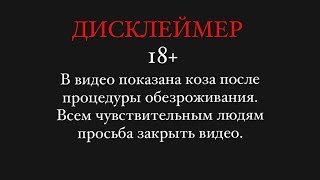 ОБЕЗРОЖКА маленькой КОЗЫ! ДЕВЧОНКА ждёт своих НОВЫХ ХОЗЯЕВ!