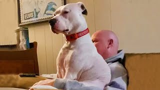 This is Why Pitbulls Can Be the Sweetest Big Babies!