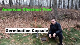 Trying to Save the American Chestnut Tree - Chestnut Germination