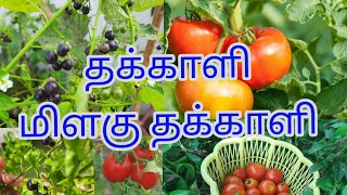 Milaguthakkali Plant /Tomato Plant /My Terrace Garden