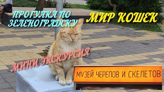 Музей черепов и скелетов. Зеленоградск Калининградская область. Мир кошек. Экскурсия по городу.