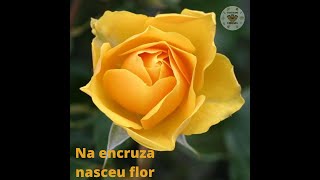 Na encruza nasceu flor - (Ponto de Pombogira)