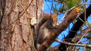 Barking Squirrel