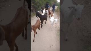 🇮🇳ke Bakryan or 🇵🇰ke Bakryan 🙈🙈😱#viralvideo #animals #goat