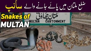 Snakes of Multan District - Wildlife of Southern Punjab, Pakistan