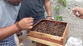 madu langsung dari sarangnya  #lebah #sehat #jaga #tubuh #di #musim #corona