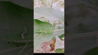 The Stealthy Hunter: Praying Mantis @Cyberagriextension