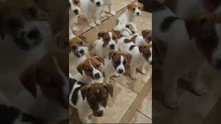 REVOLUTIONARY Training Methods for Jack Russell Puppies!