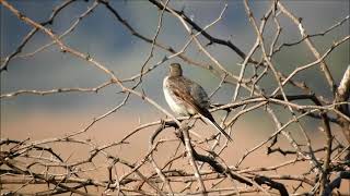 yellow wagtail