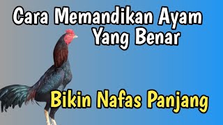 Cara MANDIKAN AYAM Yang Benar