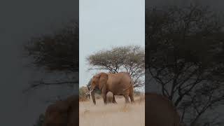 True Nature | Elephant| Wild|