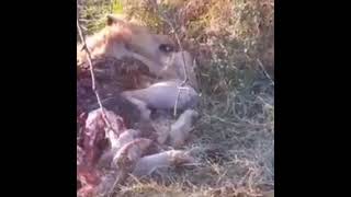 lion kill and eat another lion