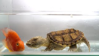 snapping turtle eats goldfish