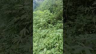 SAYURAN SERIBU UMAT SAYUR DAUN SINGKONG AKU AMBIL DI TEPI HUTAN  #short #shorts #shortsvideo