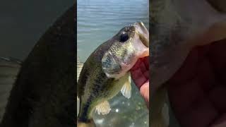 Y’all fish today #fishing #subscribe #bass