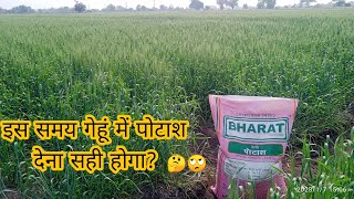 Gehu ki paidawar kaise badhaye ? || gehu ki kheti || wheat farming