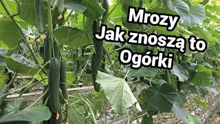 Ogórki w tunelu - mróz przyszedł.