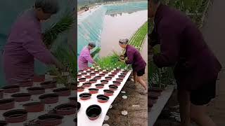 trending viral video #india #agriculture #paddy #technology