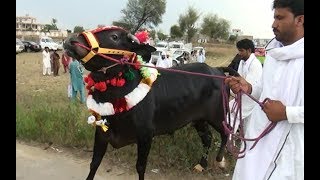 Akhara krah in pakistan.Danda da shoke pharati 2018  Part 1