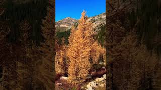 Larch Madness 2023 Cutthroat Pass North Cascades Washington