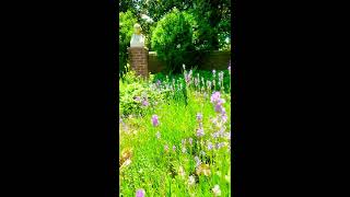 Slow walk through Lavender