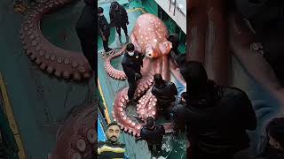 World largest octopus in see #octopus #travel #giantcreatures #ocean