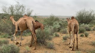 بصعوبة كبيرة وألم شديد، تمر صغار الجمال تحت الجبل😨