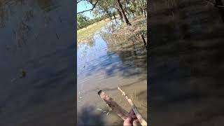 Spearing carp in field flooded from campaspe ⚔️ 🐟 #australia #wildlife #bush #spearfishing #hunting