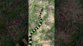 #worldanimalday  | #wildlife | #rescue  | #bandedkrait | Hemalkasa | #poisonoussnakes | #shortvideo