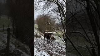 Hike to find highland cows in Germany 🇩🇪 #fypシ #highlandcoos #highlandcow