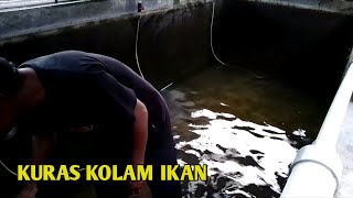 Panen ikan dengan cara kuras kolam