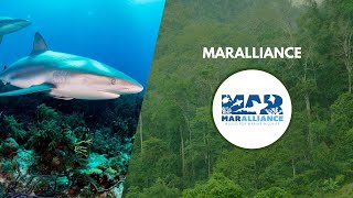 Sharks & Rays: Phantoms of the Sea | Wildlife Conservation Expo Fall 2022