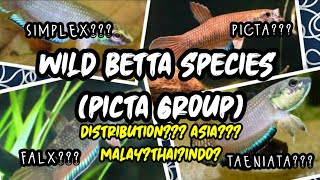 Betta Picta Group (Wild Betta Species) | WILD BETTA