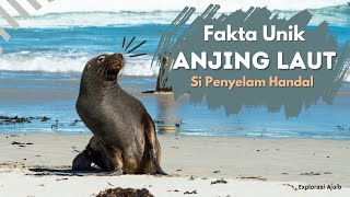 Fakta Unik Tentang Anjing Laut yang Menakjubkan! | Explorasi Ajaib