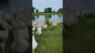 Pasture Raised Geese #counterculture