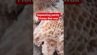 Separation of pure bee wax from the bee hive #beewax #wax #honeybees #beekeeping