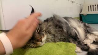 Maine Coon Toelettatura sotto il Phon!