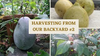 HARVESTING FROM THE GARDEN VLOG#2 | COUNTRYSIDE