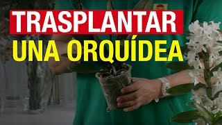 Trasplantar una orquídea - COMPO Jardinería