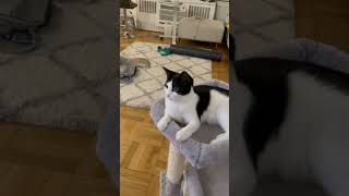 Cat shaking her head! No no no no no