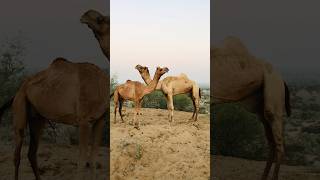 Camels Couple #shorts  #shortvideo  #youtubeshorts