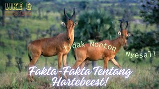 Fakta Menarik Tentang Hartebeest