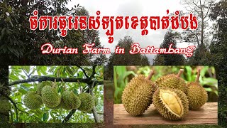 ចំការធូរេនស្រុកសំឡូតខេត្តបាត់ដំបង, Durian  Farm In Battambang