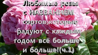 Любимые розы с НАЗВАНИЕМ  сортов,которые радуют с каждым годом все больше и больше! Нижний новгород.